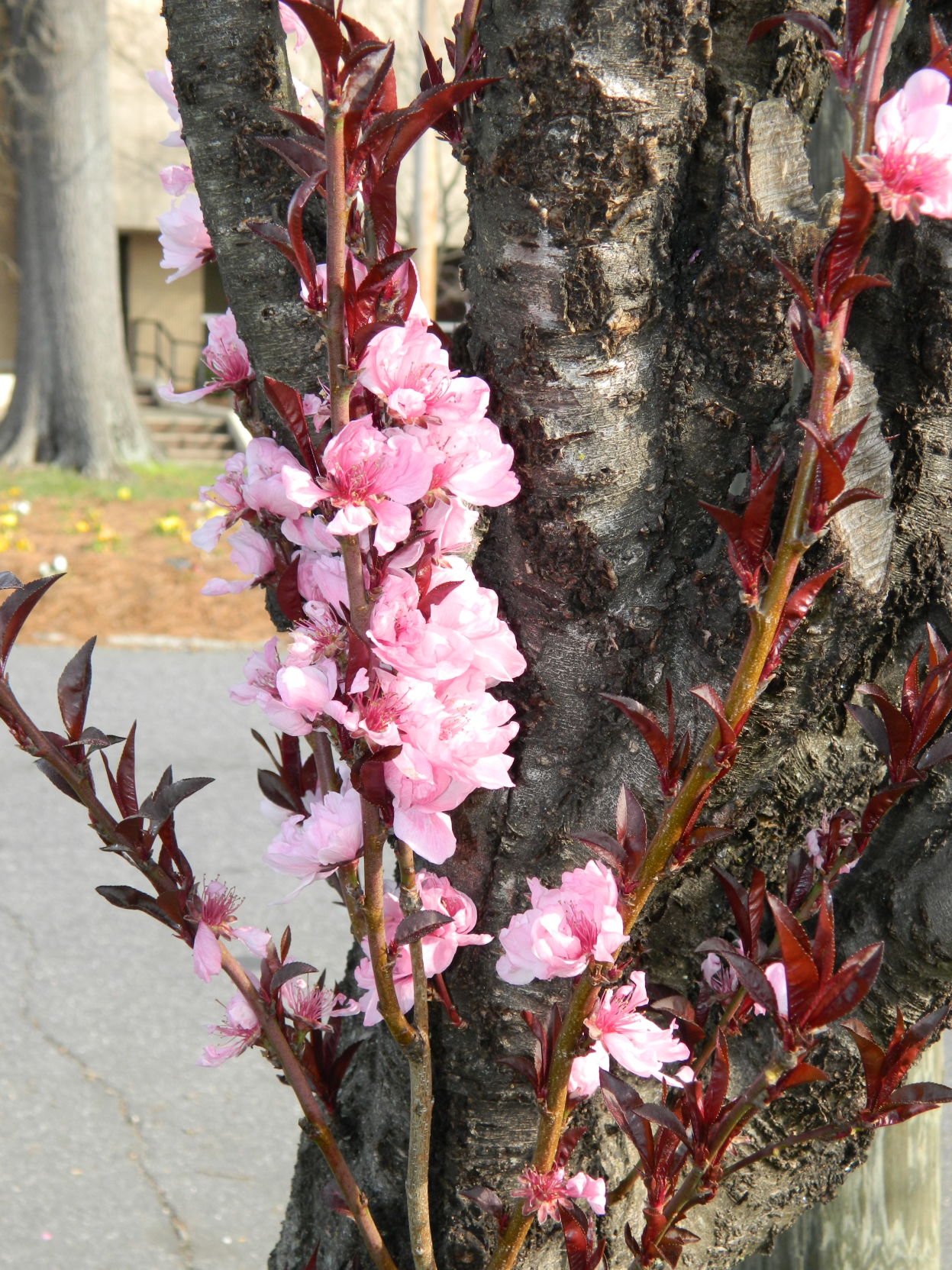 Spring photos (31).JPG